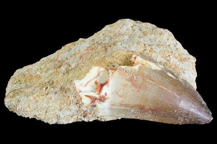 Mosasaur (Prognathodon) Tooth In Rock #70478
